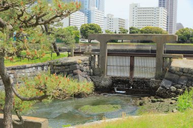 Tokyo, Japonya 'daki Hama-rikyu bahçeleri.