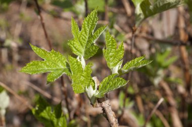Genç yeşil yapraklı güzel botanik çekimi, yakın çekim.                  
