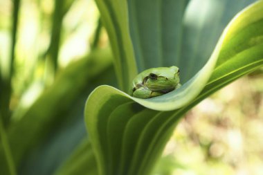 yeşil kurbağa yaz bahçesinde taze yaprak üzerinde