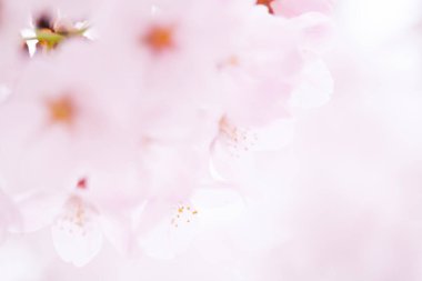 pembe kiraz çiçekleri yakın çekim