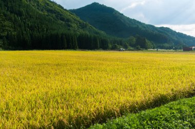 Dağları ve sarı tarlaları olan güzel bir manzara.