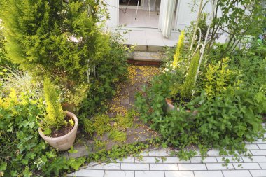 Bahçe yolu yeşil dekoratif bitkilerle dolu