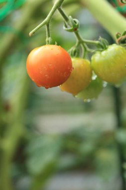Bahçede yetişen olgunlaşmamış domateslerin yakın plan görüntüsü.