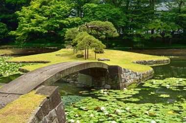 Havuzdaki beyaz su zambaklarının güzel manzarası