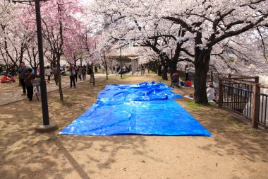 Parkta kiraz ağaçları güzel çiçek açıyor.