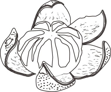 soyulmuş mandalina ana hatları resimleme, gıda konsepti