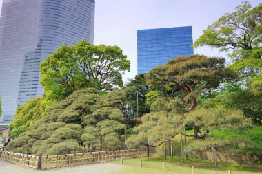 Tokyo, Japonya 'daki Hama-rikyu bahçeleri.