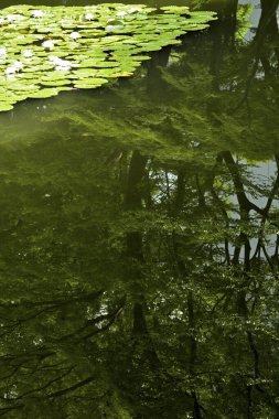 Havuzdaki beyaz su zambaklarının güzel manzarası