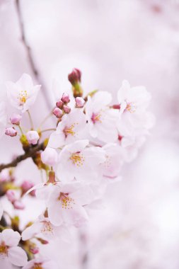 Kiraz çiçekleri, yaklaşın. 
