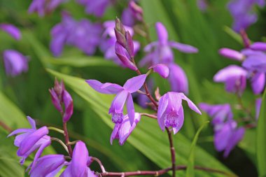 Bahçede mor çiçekler