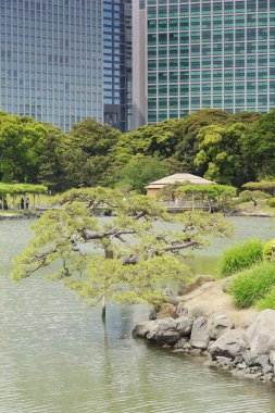 Tokyo, Japonya 'daki Hama-rikyu bahçeleri.
