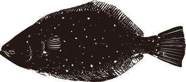 Beyaz arkaplandaki balıkların gösterimi