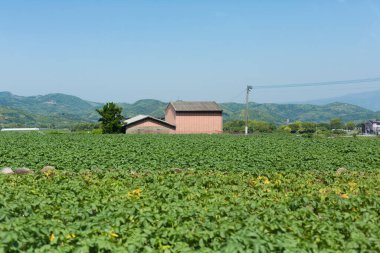 Kırsalda yeşil tarlaları ve mavi gökyüzü olan güzel bir manzara.
