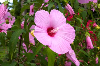 Bahçedeki güzel pembe amber çiçeği