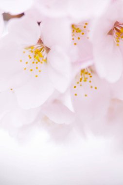 Pembe kiraz çiçeği, sakura çiçekler