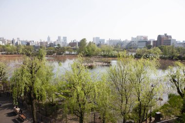 Shinobazu Gölü, Tokyo, Japonya 'daki Ueno Park' ta.