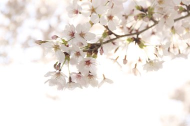 Japonya 'da kiraz çiçekleri, Tokyo