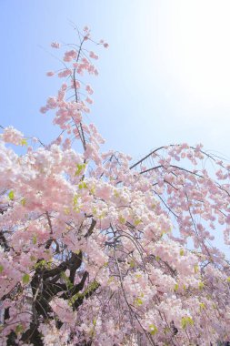 Güzel bahar sakura çiçekleri 
