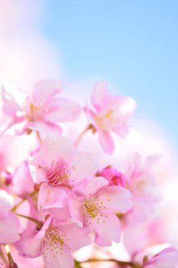 Japonya 'da kiraz çiçekleri ya da sakura.