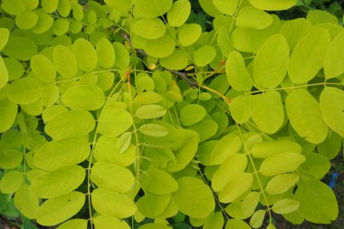 Ormanda yeşil yapraklar