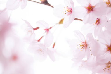 Pembe kiraz çiçeği, sakura çiçekler