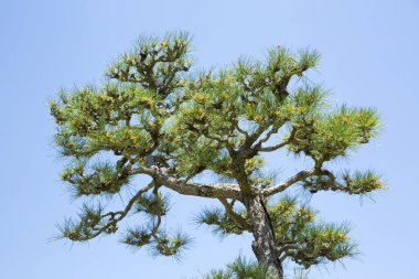 Nara Parkı, Japonya, Çam Ormanı