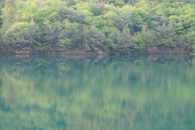 Nehir ve yeşil yemyeşil bitki örtüsüyle güzel bir manzara.