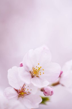 Kiraz çiçekleri, yaklaşın. 