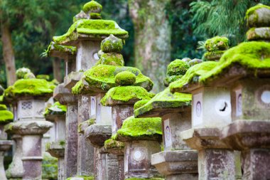 Japonya 'nın Nara kentindeki Kasuga Taisha Tapınağı' na giden yol boyunca yosun kaplı taş fenerler.