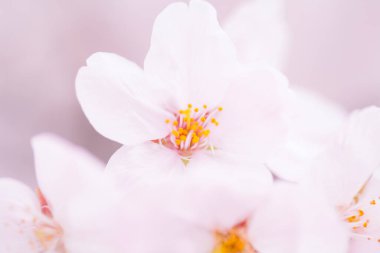 pembe kiraz çiçekleri yakın çekim