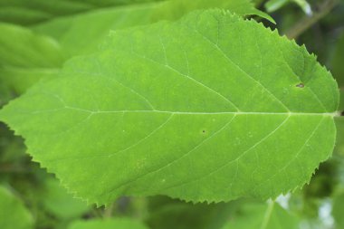 Bahçedeki taze yeşil yaprağın yakın çekimi.