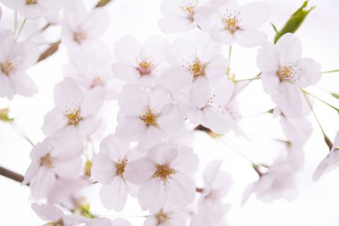 Güzel çiçek açan kiraz çiçeklerinin yakın görüntüsü