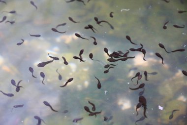 Kurbağa yavruları olan su, kurbağa ve kurbağaların larva evresi. Kurbağa yavrularının uzun kuyrukları vardır..