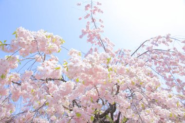 Güzel bahar sakura çiçekleri 