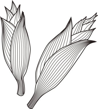 Mısır koçanı çizim simgesi