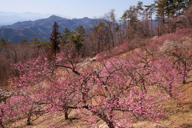 Japonya 'da baharda güzel sakura çiçekleri açar.