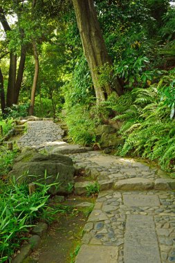 Japonya 'daki tropikal ormanda taş yol. 