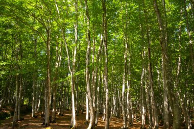 Yaz ormandaki yeşil ağaçlar