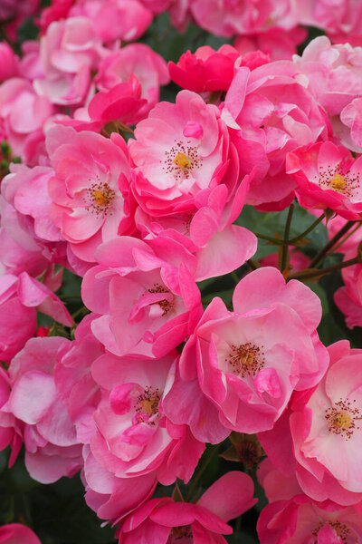 красивые розы в саду на фоне природы