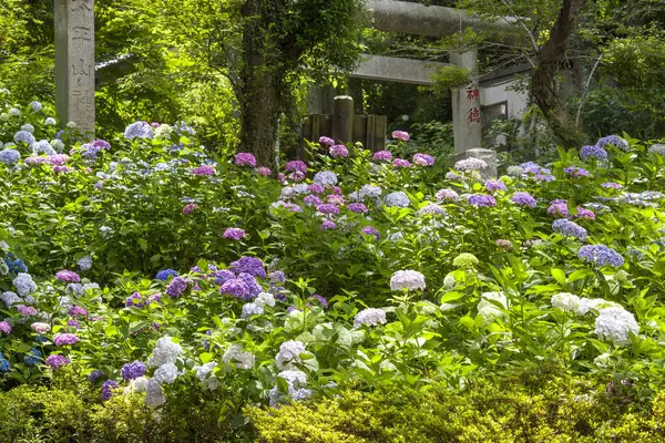 japanese garden of the japanese garden with flowers and plants