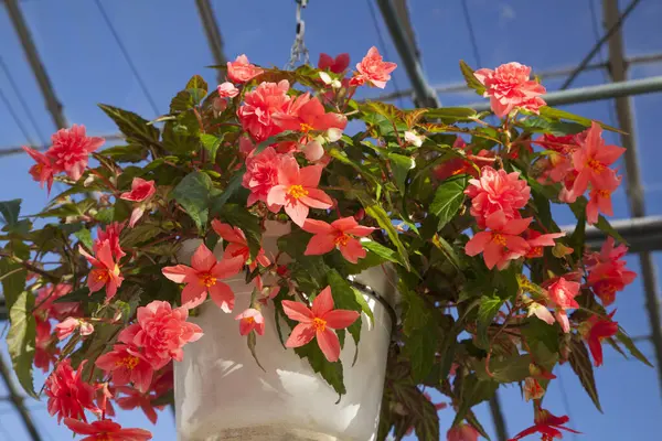 hanging flowers hanging on a pot