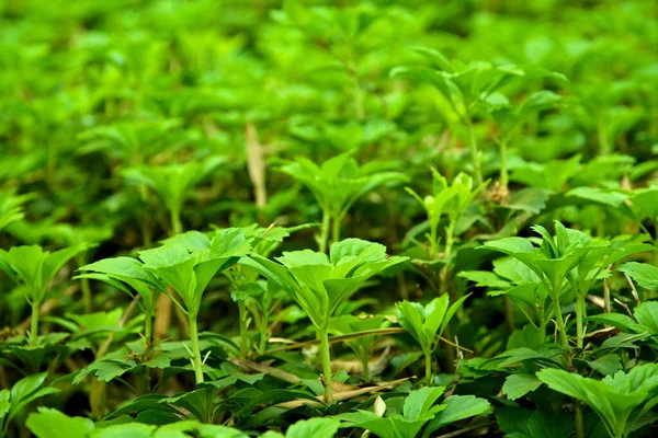 Зеленый Травяной Фон Флора Природы — стоковое фото