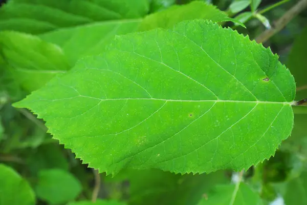 Closeup Του Φρέσκου Πράσινου Φύλλου Στον Κήπο — Φωτογραφία Αρχείου