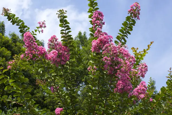 Όμορφα Ροζ Λουλούδια Στο Θάμνο Στον Κήπο — Φωτογραφία Αρχείου