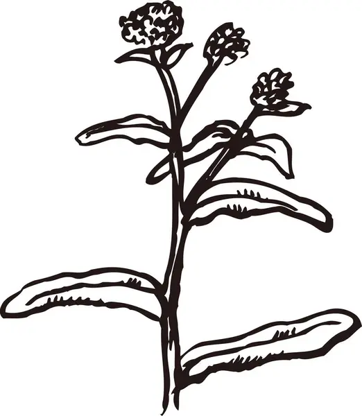 Silhuett Blommor Isolerad Vit Bakgrund — Stockfoto