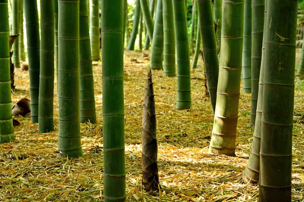 Ormandaki Bambu Koruluğu — Stok fotoğraf
