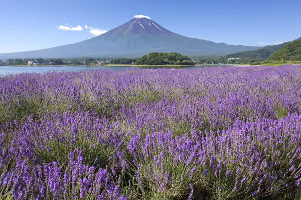 mount fuji and blue flowers