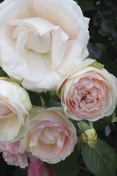 Close up of beautiful pink roses in garden