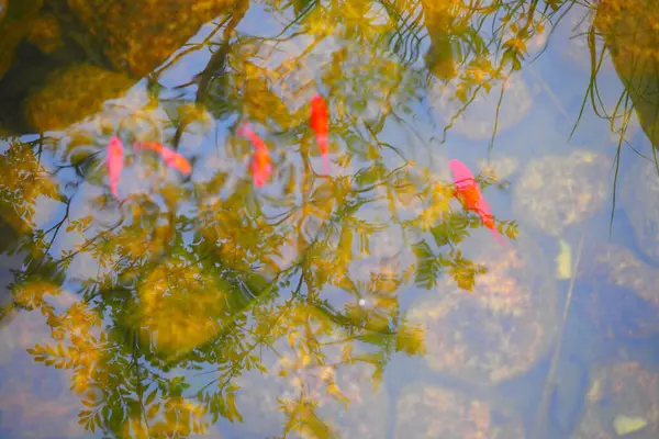 Close View Water Surface Pond Group Colorful Koi Fish Swimming — Stock Photo, Image