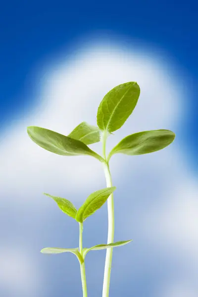 Crescimento Plantas Verdes Segundo Plano — Fotografia de Stock